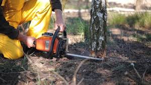 Best Arborist Consultation Services  in Warrenton, OR