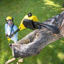 Best Tree Mulching  in Warrenton, OR