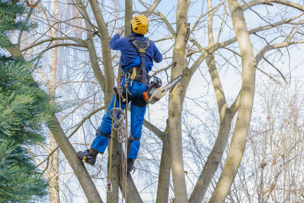 Best Commercial Tree Services  in Warrenton, OR