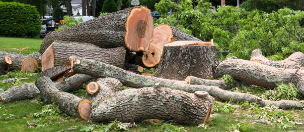 Best Tree Risk Assessment  in Warrenton, OR