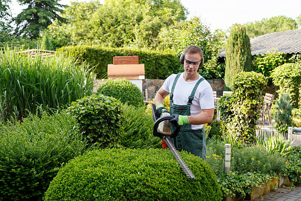 Best Utility Line Clearance  in Warrenton, OR